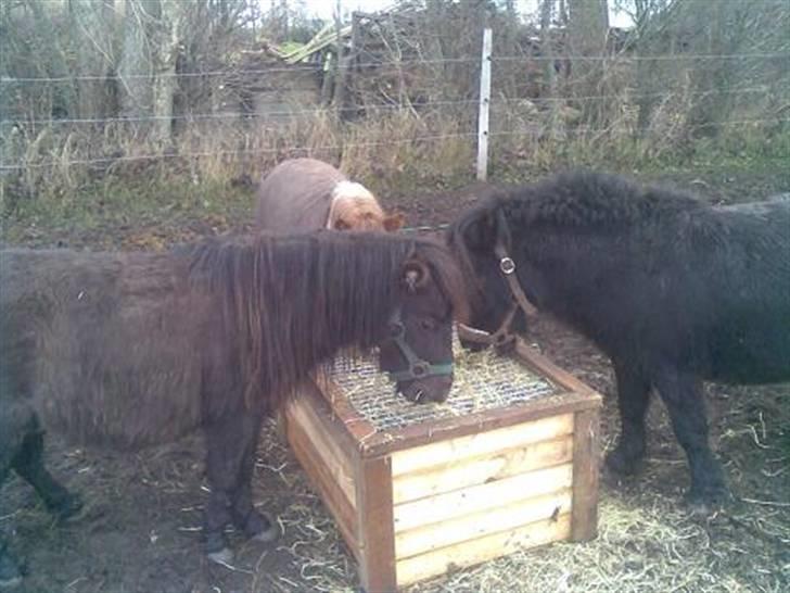 Shetlænder Pegasus R.I.P. billede 15