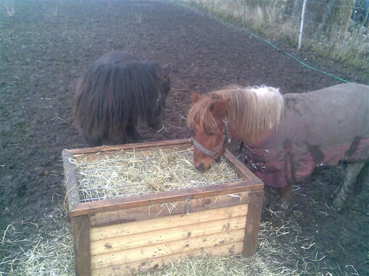 Shetlænder Pegasus R.I.P. billede 16