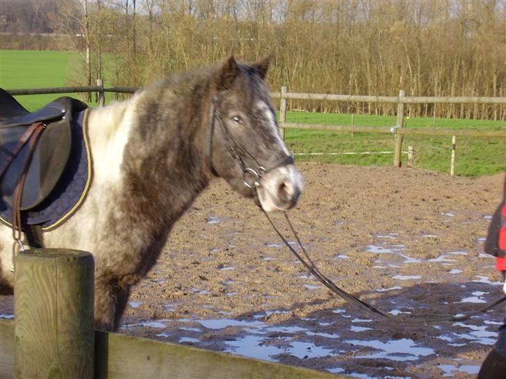 Anden særlig race Salt&Peber.. SOLGT  - Pepper...! (Ved godt man ikke kan se mig) Mig og Liva på vej ud og ride...! <3 (:  billede 13