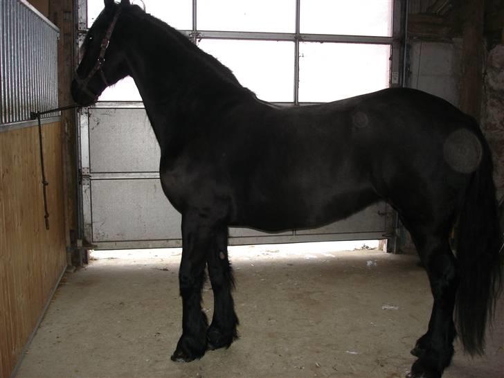 Frieser Aaltje - Aaltje tigger billede 1