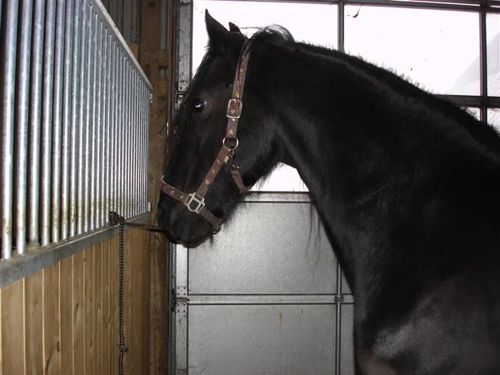 Frieser Aaltje - Så skal der ordnes hest før ridning billede 2