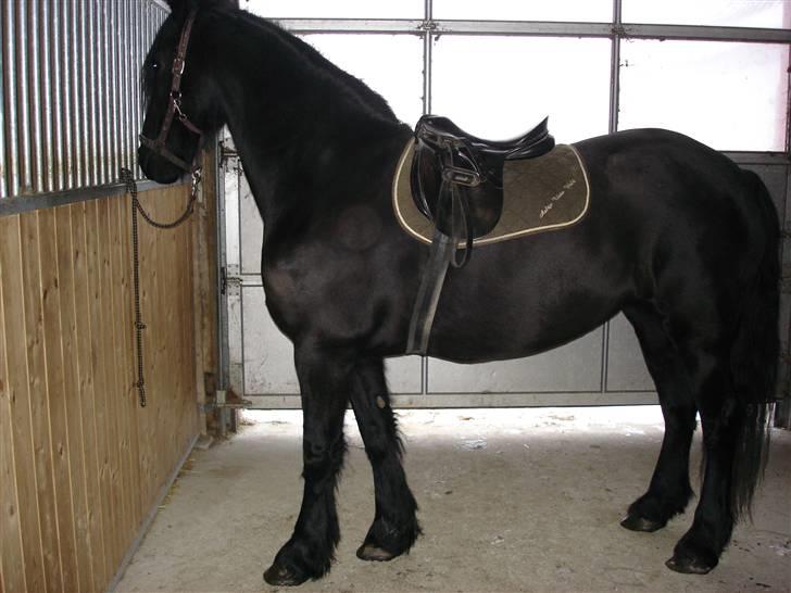 Frieser Aaltje - Så er sadlen lagt billede 4