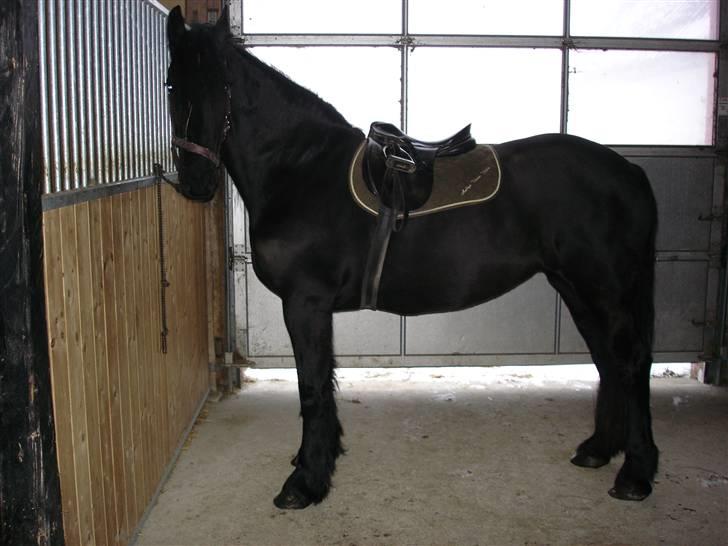 Frieser Aaltje - sadlen er lagt og Aaltje ser efter om der mon er en gulerod billede 5