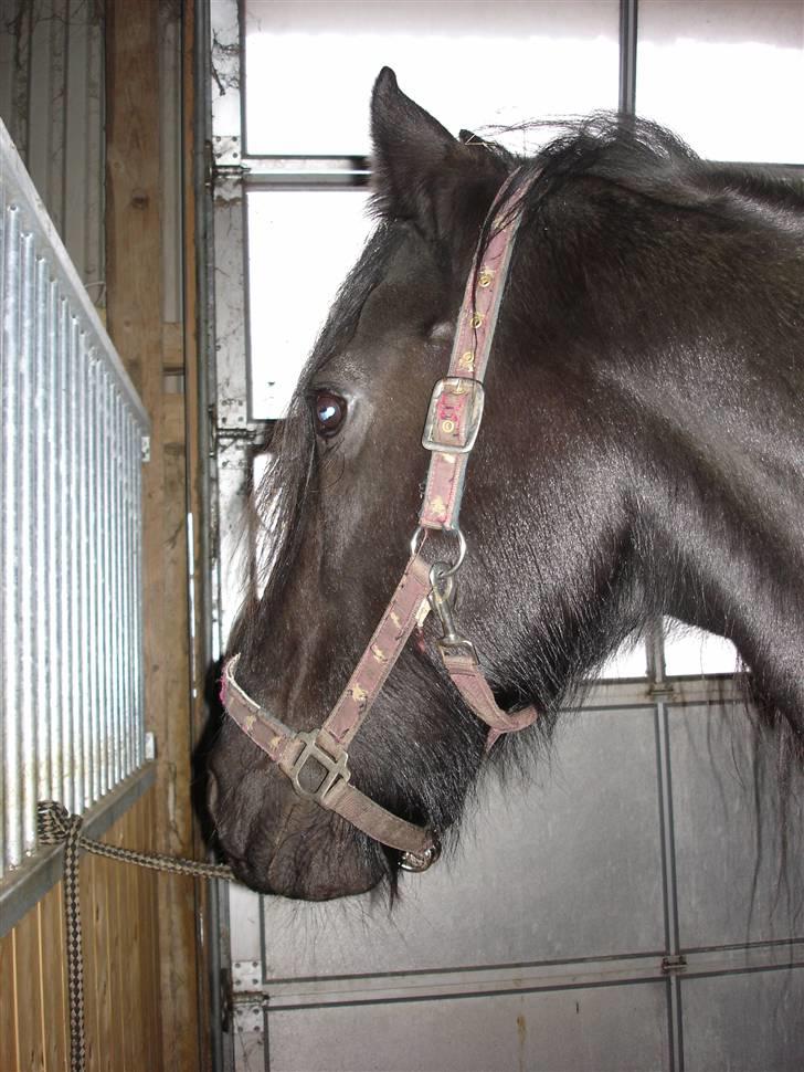 Frieser Aaltje billede 6