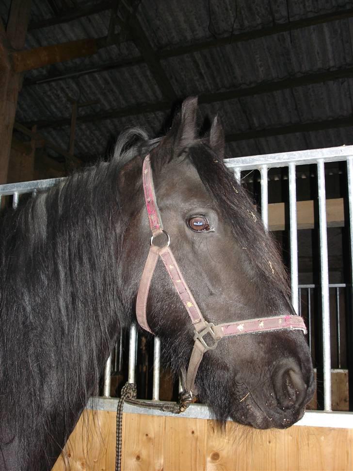 Frieser Aaltje billede 7