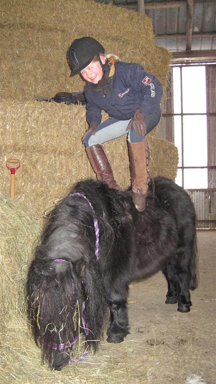 Shetlænder Freddy billede 11