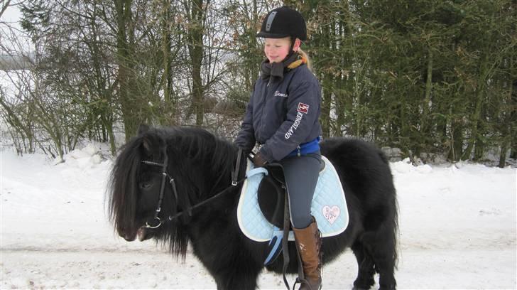 Shetlænder Freddy billede 12