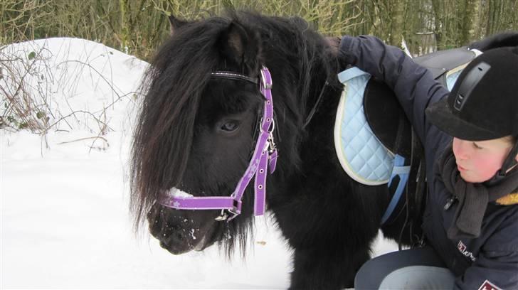 Shetlænder Freddy billede 13