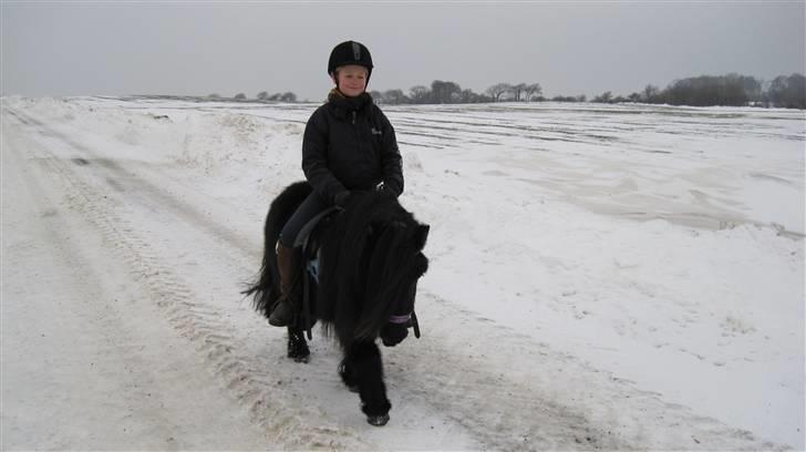 Shetlænder Freddy billede 14