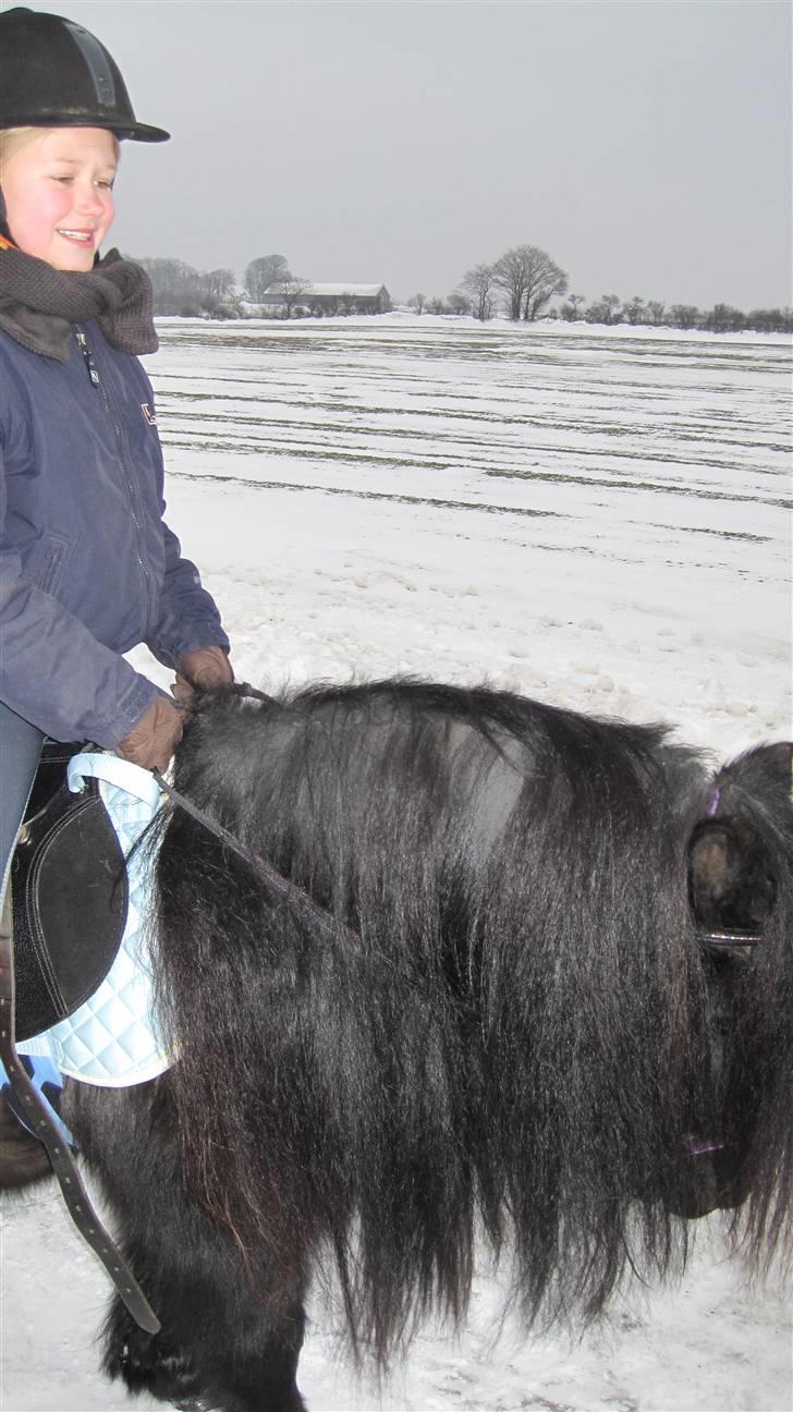 Shetlænder Freddy billede 15