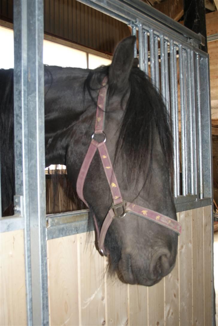 Frieser Aaltje billede 8