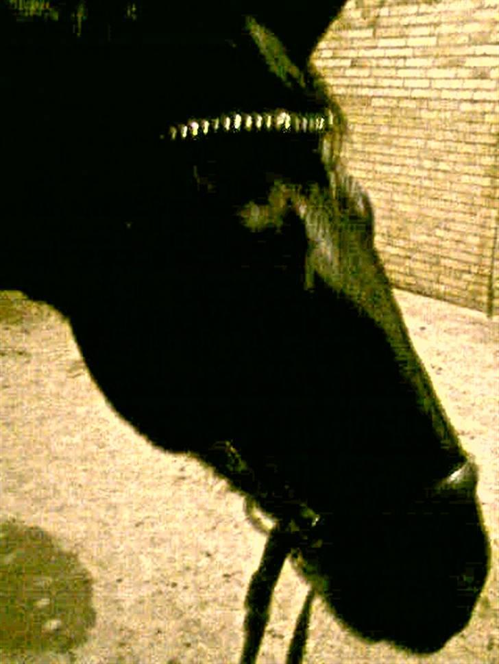 Anden særlig race Doncan   **SOLGT** billede 14