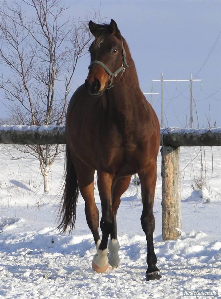 Trakehner Indian mayboy **R.I.P** - Grunk den 8 januar 2010 hos avler billede 5