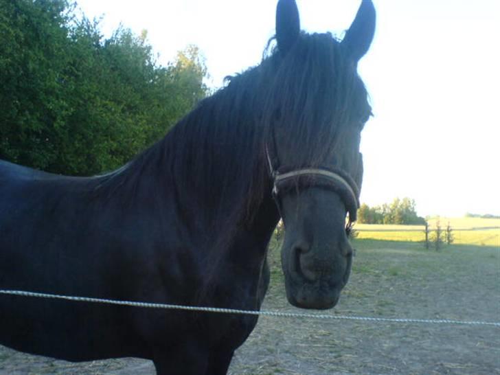 Frieser Aaltje billede 9