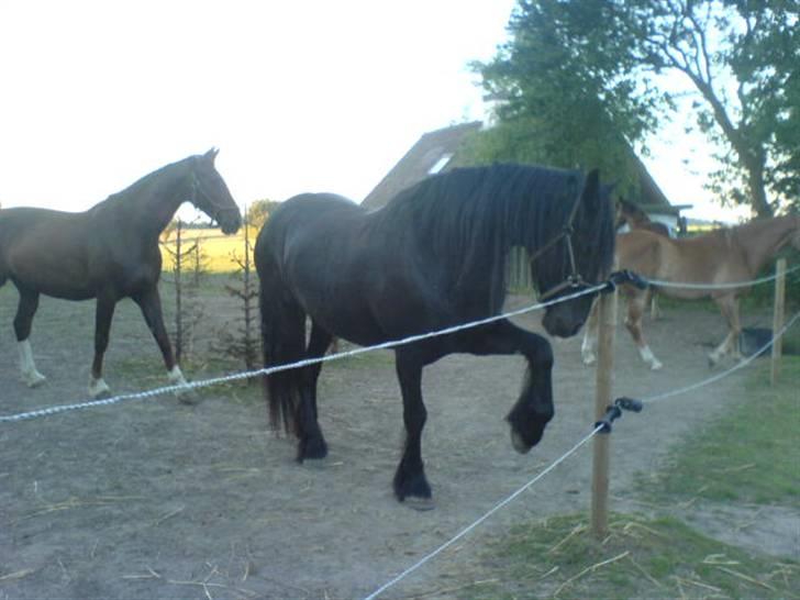 Frieser Aaltje billede 10