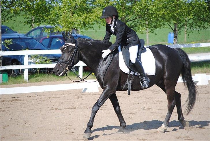 Anden særlig race Diablo - Dyyygtig pony :) Efter en LB2 på LIND april 2011. [Foto: Anna med mit kamera] billede 12