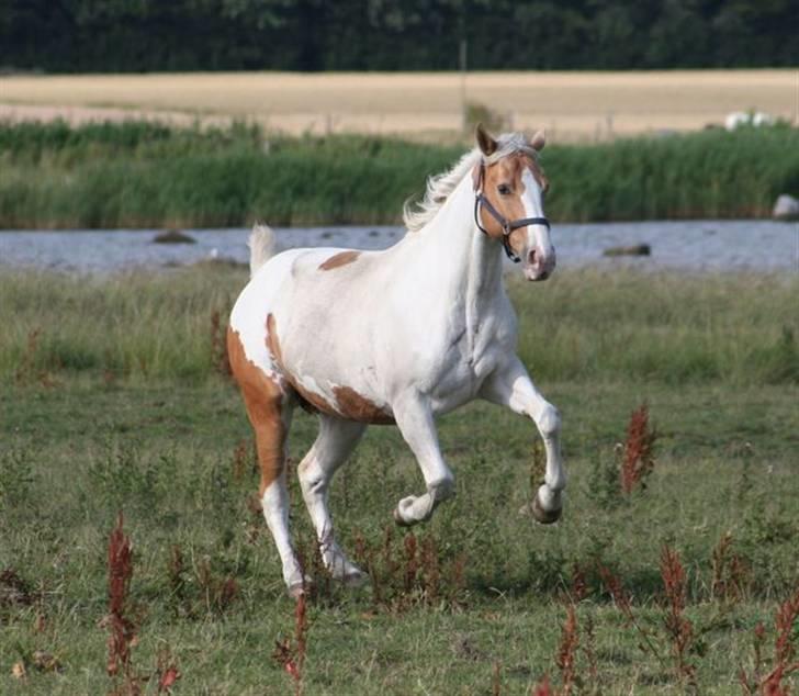 Paint Smokes Miss Jaynie billede 1