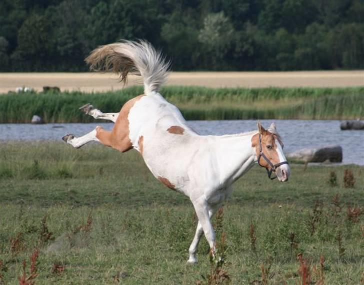 Paint Smokes Miss Jaynie billede 2