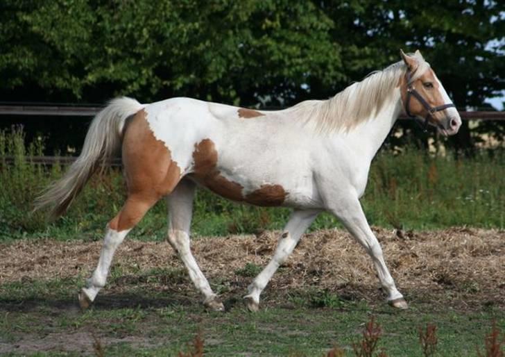 Paint Smokes Miss Jaynie billede 3