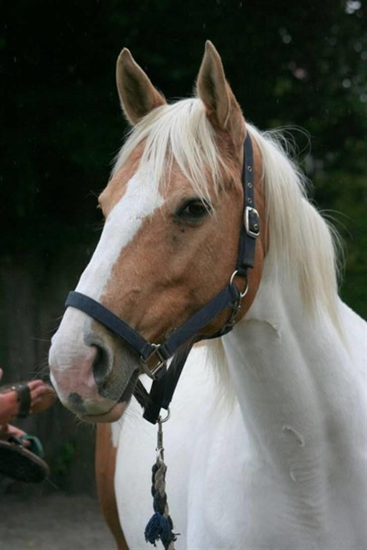 Paint Smokes Miss Jaynie billede 4