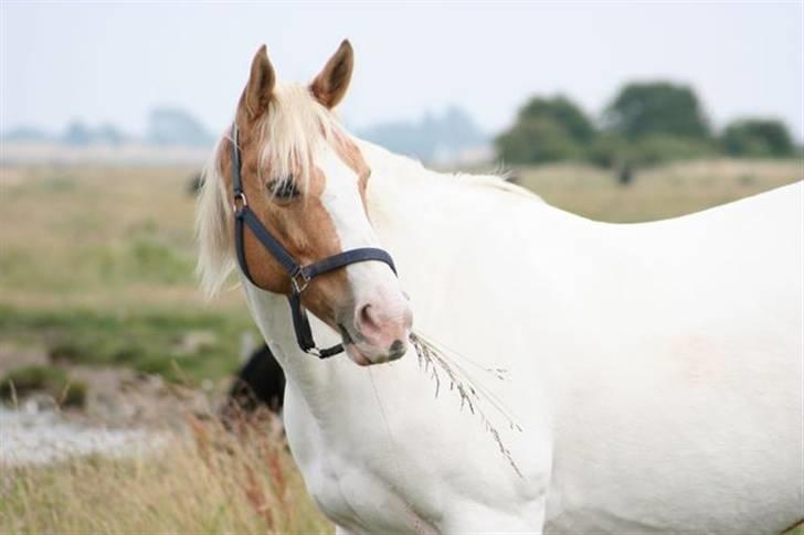 Paint Smokes Miss Jaynie billede 5