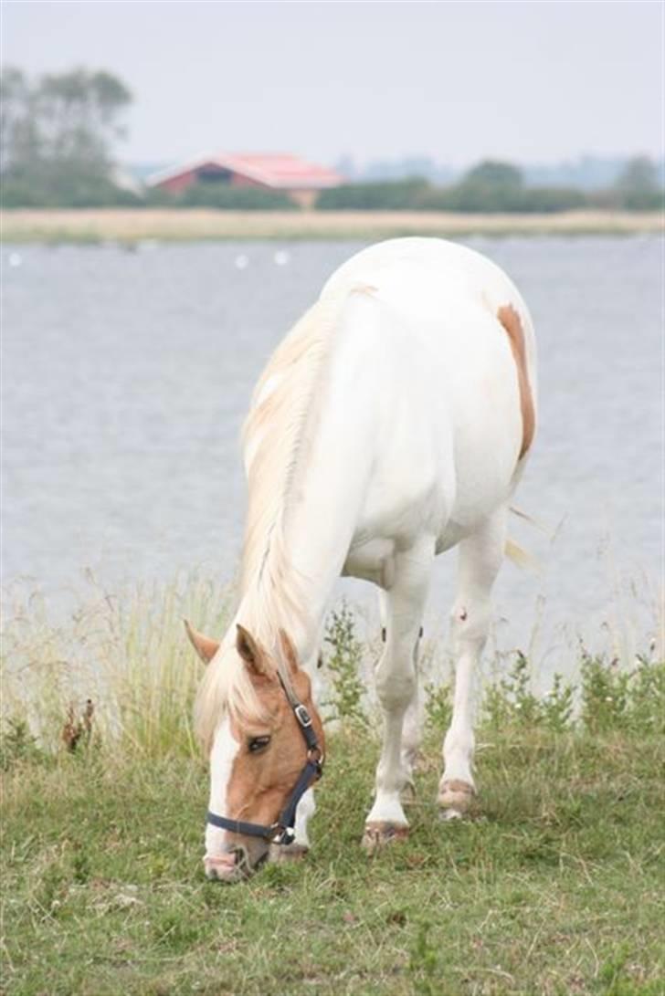 Paint Smokes Miss Jaynie billede 6