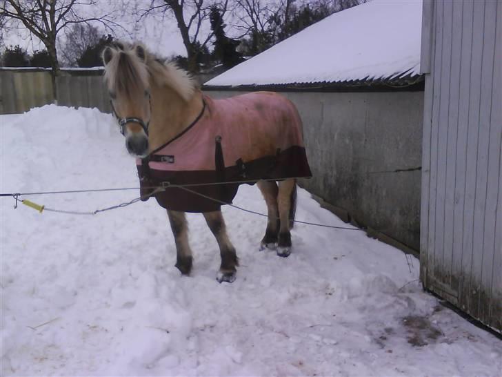 Fjordhest Hamilton *Afleveret* billede 20