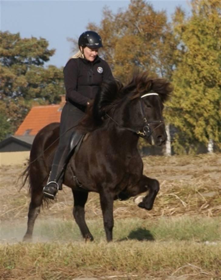 Islænder Josefina frá Vakurstödum  - Josefiná i trav :O med Julie CH på rykken <3 billede 2