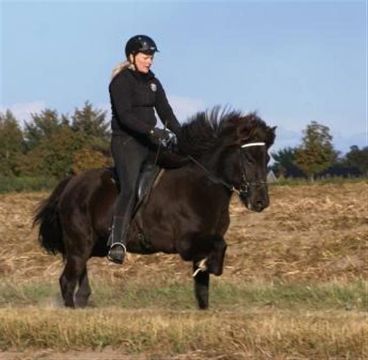 Islænder Josefina frá Vakurstödum  - Josefiná i trav :O med Julie CH på rykken <3 billede 3