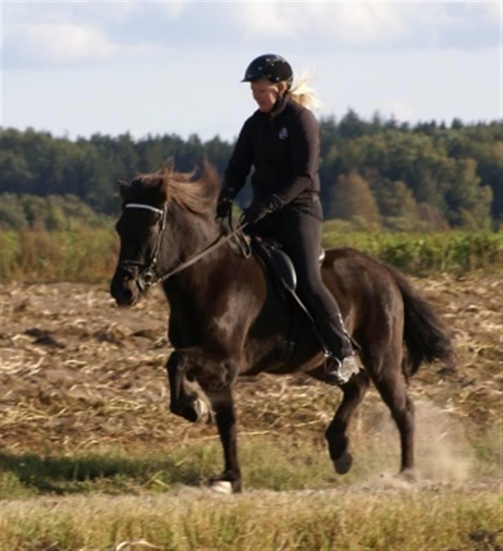 Islænder Josefina frá Vakurstödum  - Josefiná i trav :O med Julie CH på rykken <3 billede 4