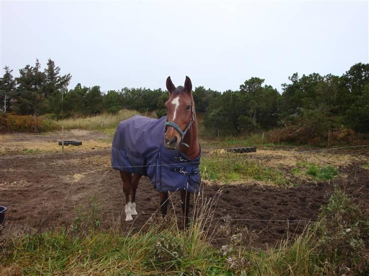 Dansk Varmblod gry billede 2