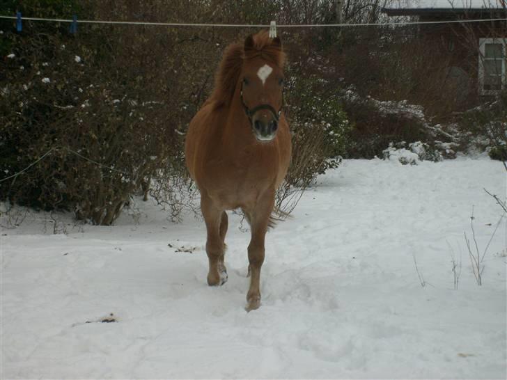 Anden særlig race Kashim *Foræret væk* - Kashim der løber omme i haven  billede 19