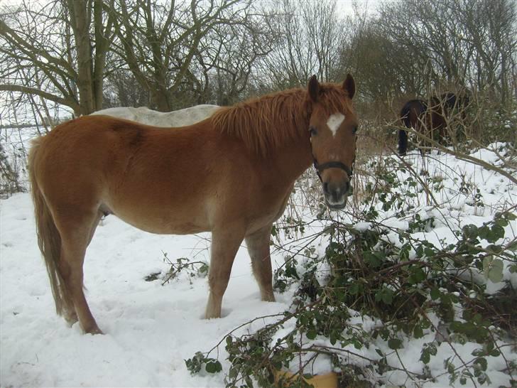 Anden særlig race Kashim *Foræret væk* - Kashim hygger sig i sneen =) billede 20