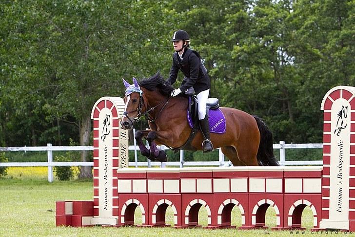 Welsh Cob (sec D) Lindbergs Fashion R.I.P d. 14/3-12 - Til stævne d. 19/6-10. LC fejlfri 3 pladsen. :D billede 6