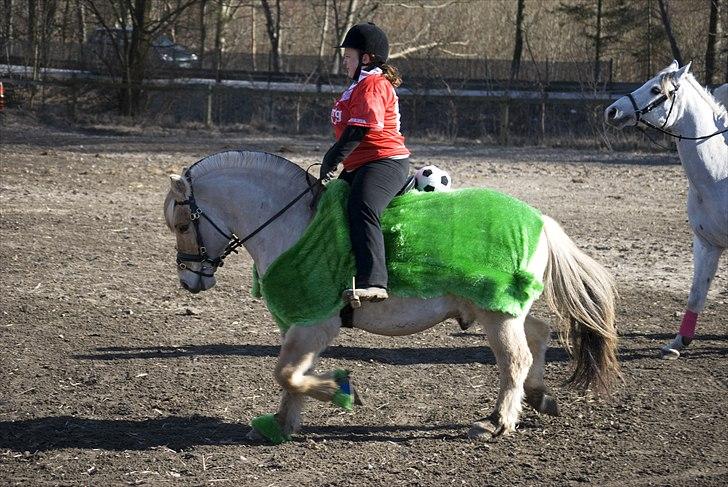 Fjordhest Pyrus R.I.P. :'( - Fastelavnsstævne d. 6. marts 2011 Vi vandt for bedste udklædning :) billede 9