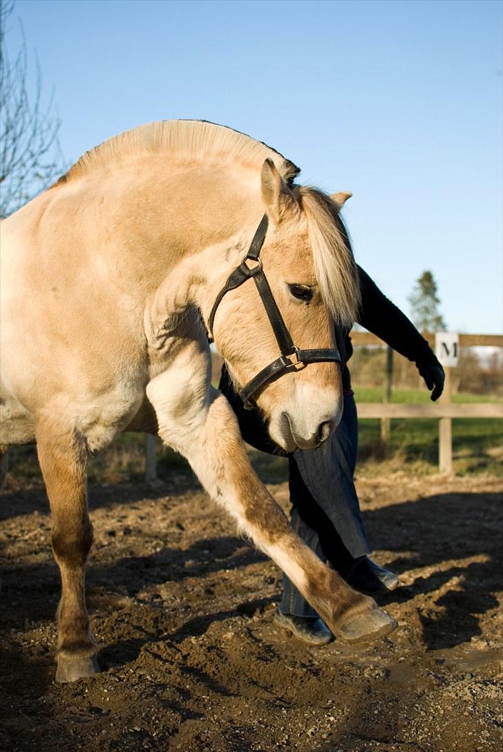 Fjordhest Pyrus R.I.P. :'( - Forår 2010, vi øver spanske skridt og han er blevet så dygtig :) billede 10