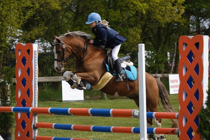 Welsh Cob (sec D) Sir Ginger Web - Naja og Ginger til DRF-Championat på kallehavegård maj 2010 billede 4