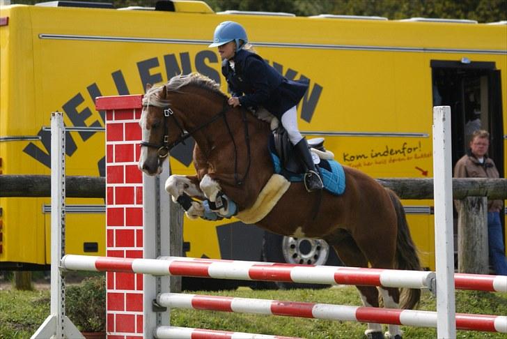 Welsh Cob (sec D) Sir Ginger Web - Naja og Ginger til DRF-Championat på kallehavegård maj 2010 billede 5