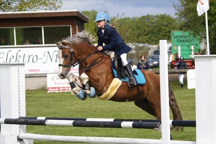 Welsh Cob (sec D) Sir Ginger Web - Naja og Ginger til DRF-Championat på kallehavegård maj 2010 billede 6