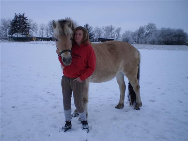 Fjordhest Tulle (Solgt) - Velkommen til Tulle´s profil. Håber i kan lide hende<3 billede 1