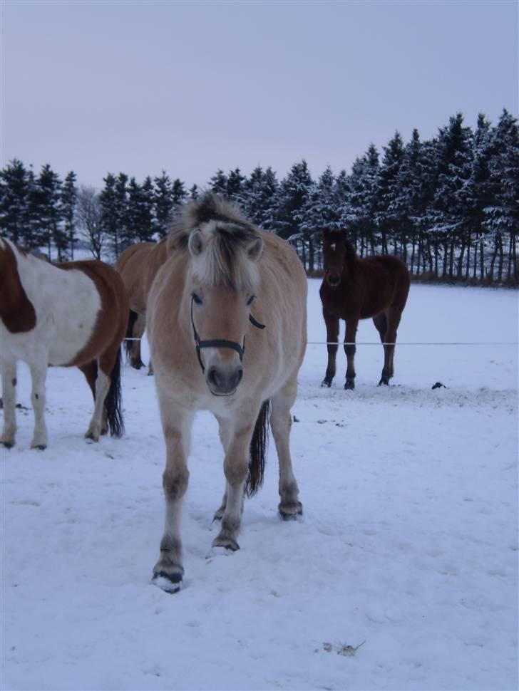 Fjordhest Tulle (Solgt) - Tulle på fold, med alle de andre.  billede 2