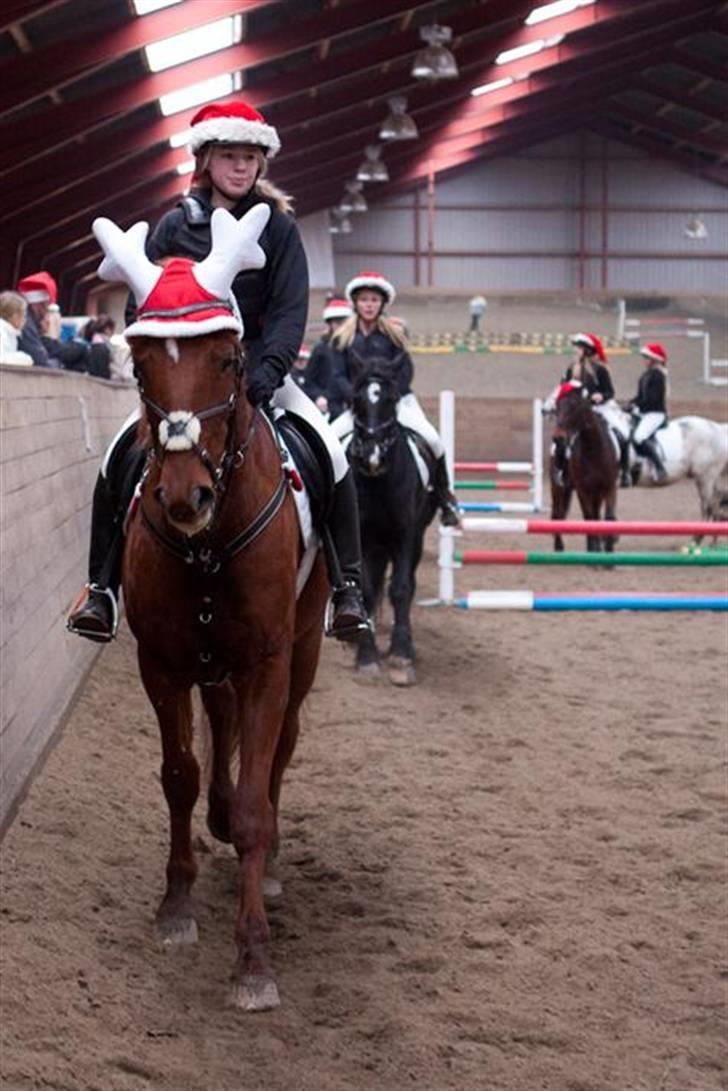 Anden særlig race Galant - vsr  - Part <3 - nr. 19 billede 15