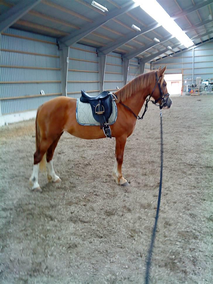Welsh Cob (sec D) Lesto Seville - sept09 billede 13