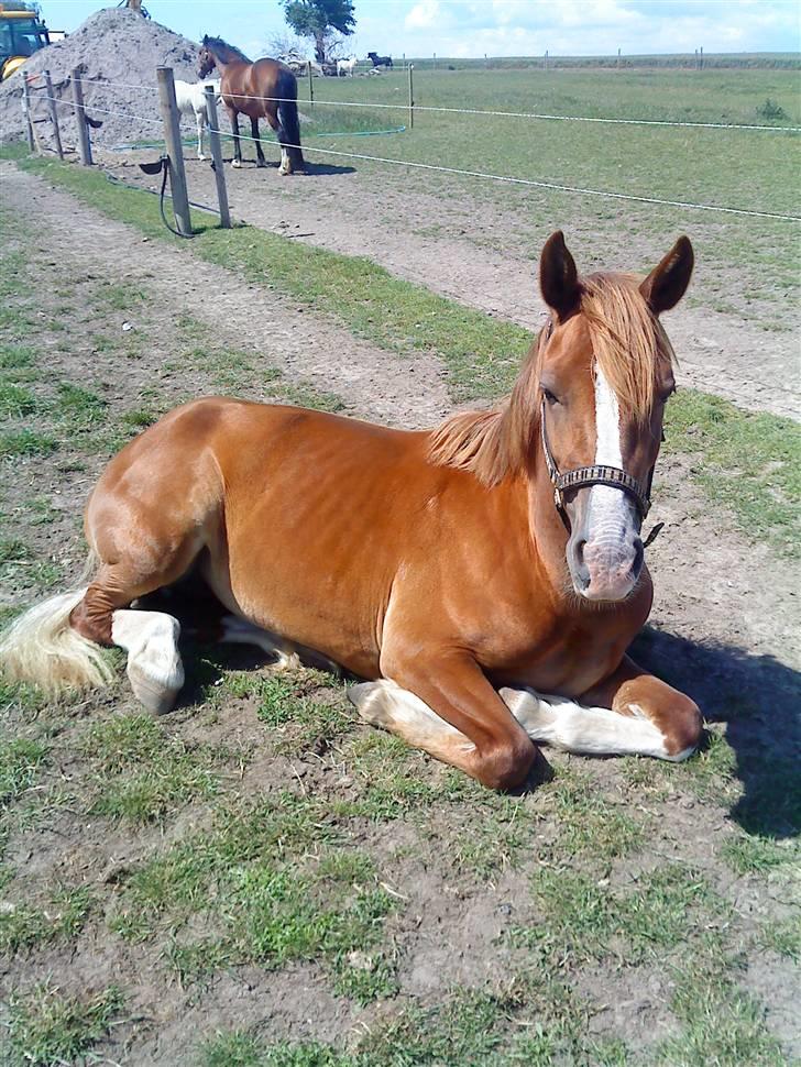 Welsh Cob (sec D) Lesto Seville - maj09 billede 15