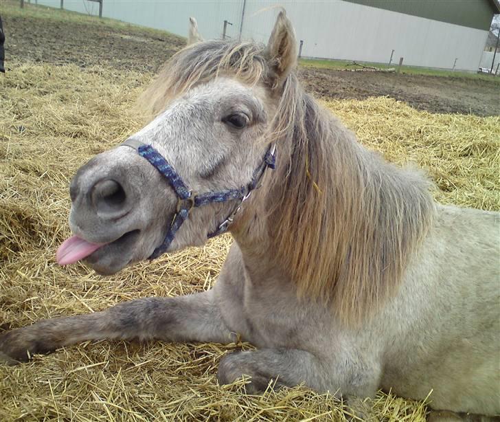 Anden særlig race Pepper billede 1