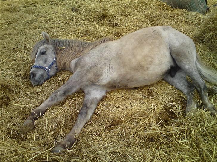 Anden særlig race Pepper billede 2
