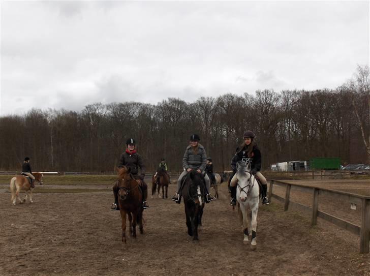 Connemara | Pickwick *gl. part :'(* - Skridte med Bonfire-Sara og Redbull-Nina.. Foto: MOr billede 9