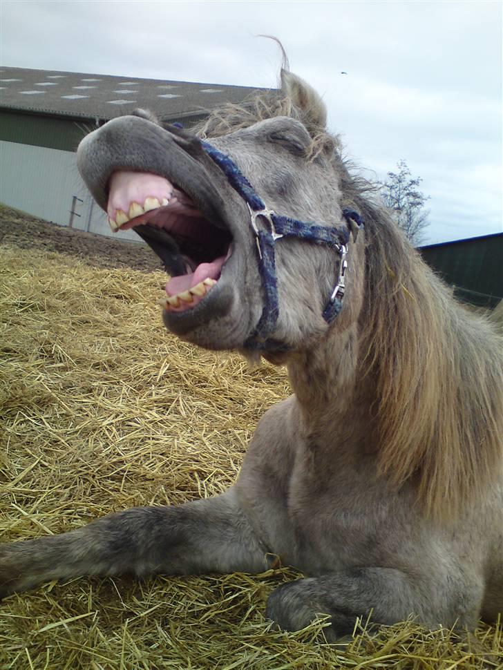 Anden særlig race Pepper billede 3