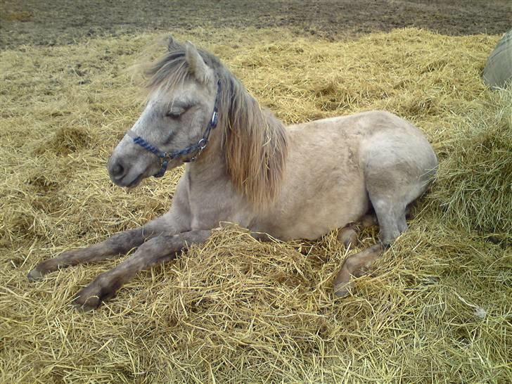 Anden særlig race Pepper billede 4