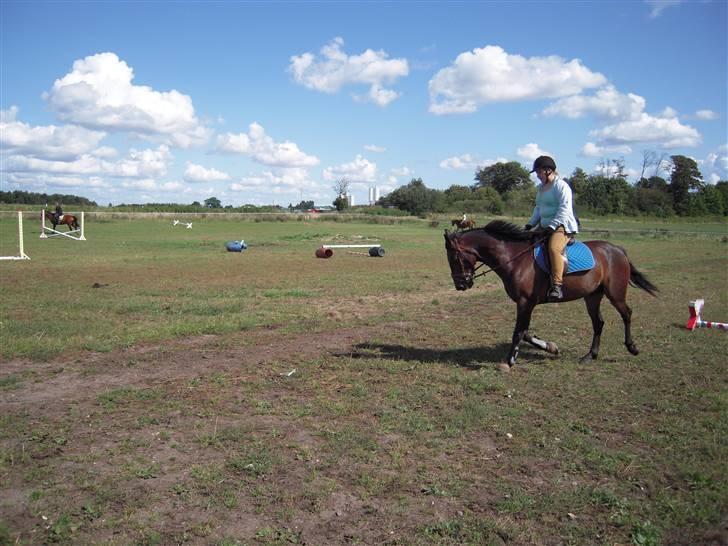 Anden særlig race mc-kinney(gammel lånehest - det er helt fra dajeg lige fik ham hjem. billede 1